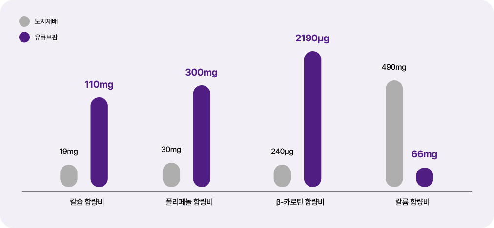 양상추 영양소 함량 실험 결과 그래프